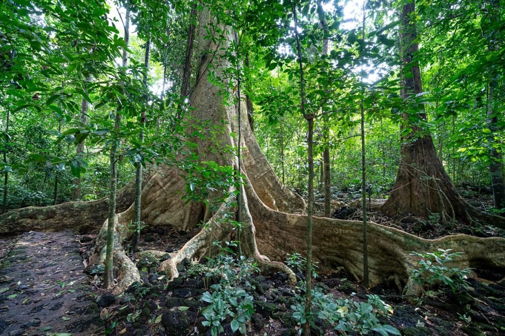 From Seedling to Skyscraper in a Flash Exploring the Remarkable Growth of the World's Fastest Trees