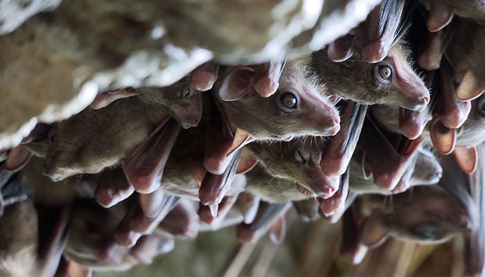 Social Dynamics Within Bat Colonies